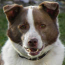 Marty was adopted in April, 2012